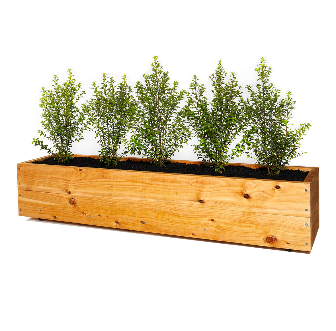 Cypress Herbivores