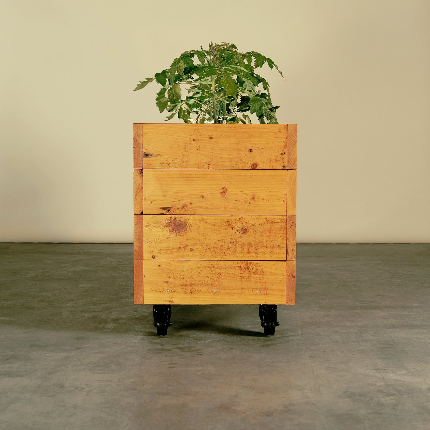 Narrow side of our tough patch timber planter box on wheels. Wide enough to plant your veggies, but small enough for tight spaces, balconies, decks, terraces and rooftops. Its on wheels so you can roll it around all year and chase the sun.