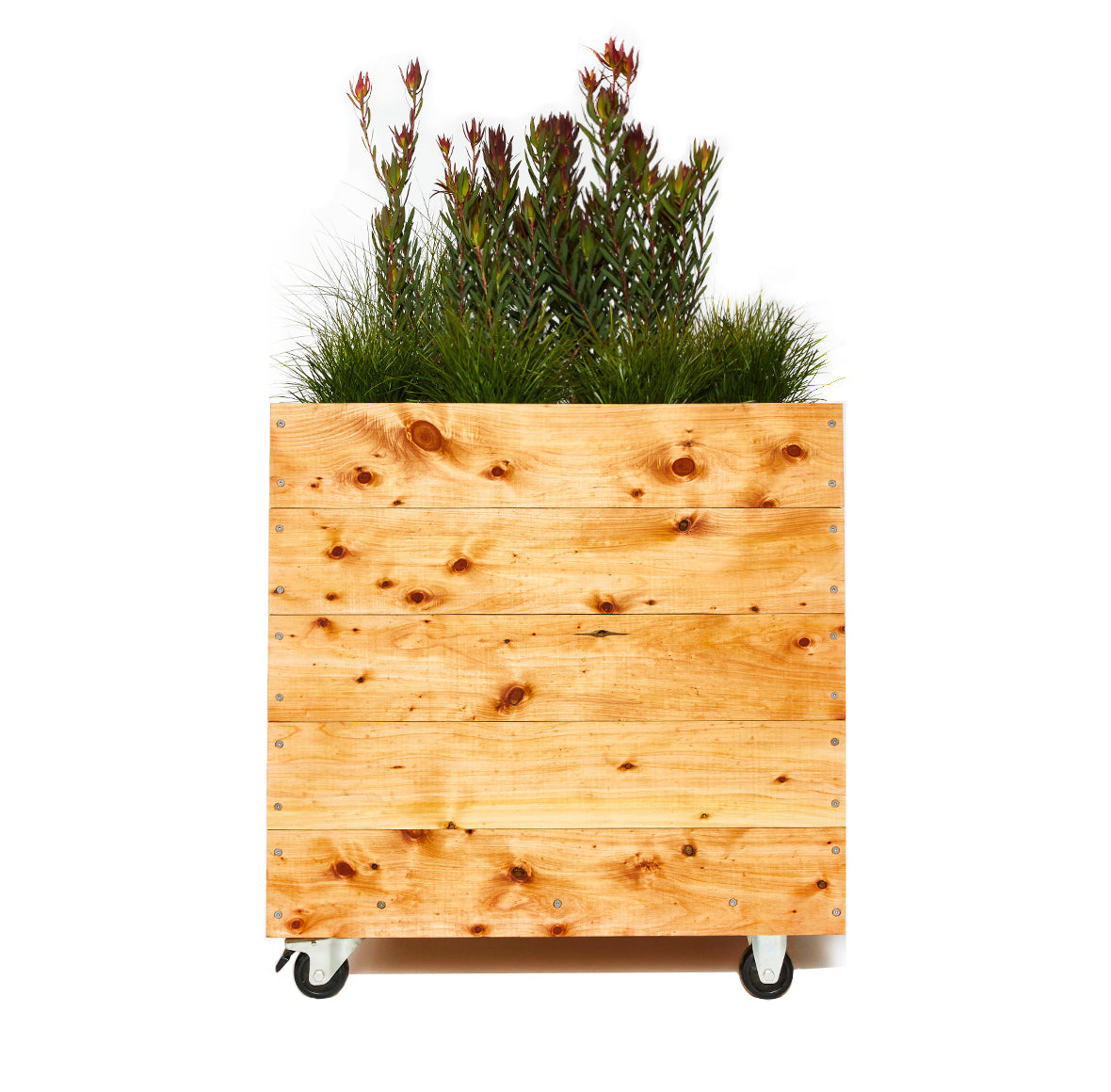 Cypress Cubes