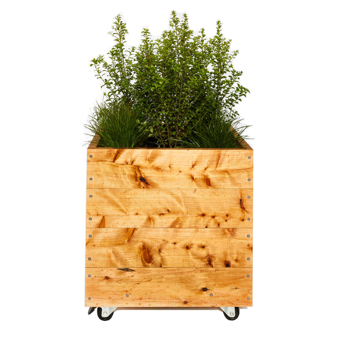 Cypress Cubes