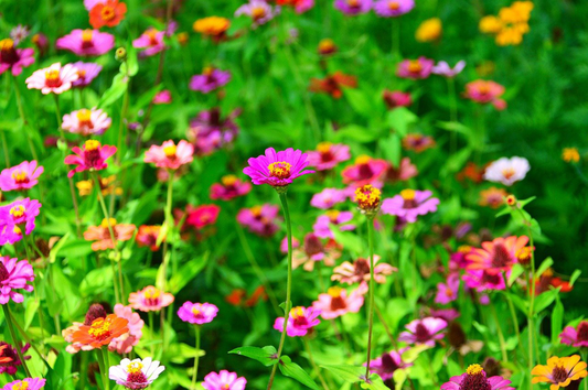 6 Summer Flowers That Will Transform Your Garden