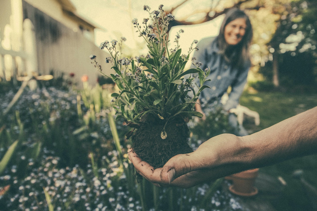 6 Ways to Be More Green with Sustainable Gardening