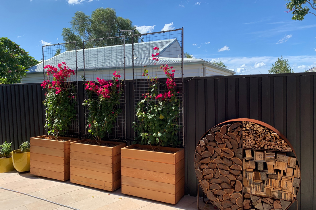 Bloom Box’s Summer Gardening Guide