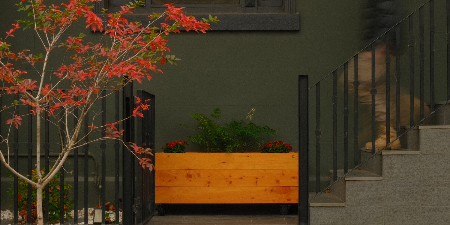 Herb junior at entrance to bluestone terrace house in Carlton, Victoria. Planted with decorative red flowering plants and Australian natives and supplied on wheels so it can be moved all year round. This is the best planter box for small balconies.