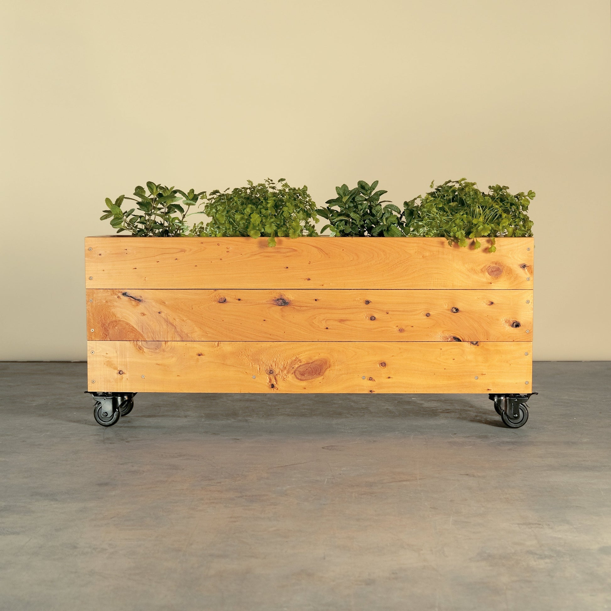 Cypress garden box on locking wheels. Planted with fresh herbs basil and coriander. Don’t worry about what to line a planter box, ours are already lined with a drainage liner. Ready for planting and in stock!