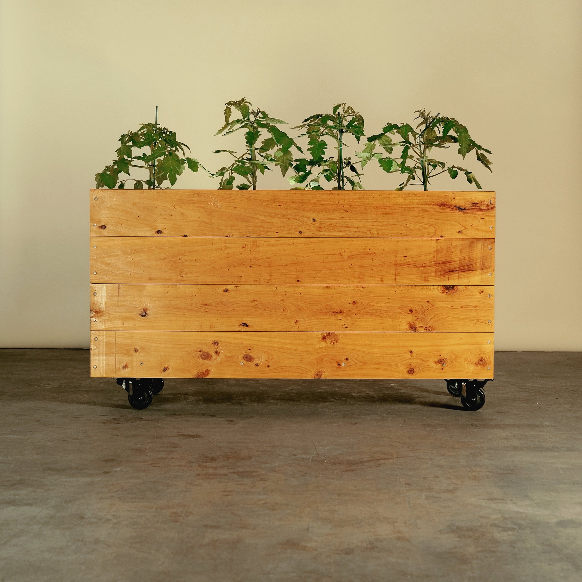 Made from sustainable cypress, this veggie patch on wheels is perfect for growing vegetables on balconies and small gardens. Supplied with a liner, exterior oil and wheels this box is ready to start growing.